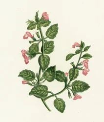 Common Calamint